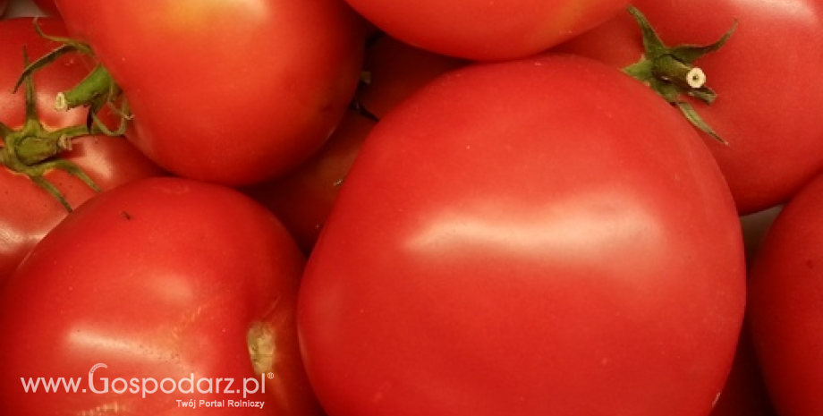 W ostatniej dekadzie zbiory pomidorów wzrosły o prawie 20% do 800 tys. ton
