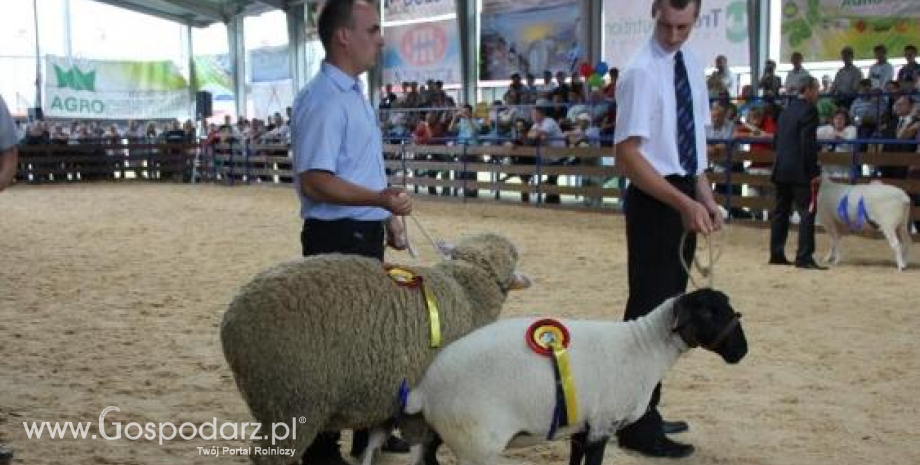 Superczempiony, czempiony i wiceczempiony owiec XX Regionalnej Wystawy Zwierząt Hodowlanych w Szepietowie