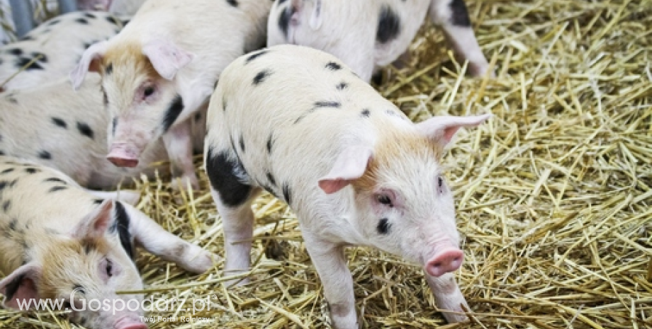 BGŻ BNP Paribas: Wieprzowina może być droższa