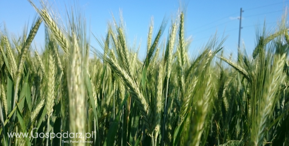 IERiGŻ: W 2016 r. zbiory zbóż w Polsce ukształtują się w granicy 29-30 mln ton