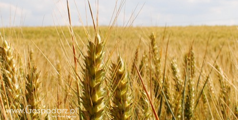 Ceny skupu zbóż w Polsce (wrzesień 2013)
