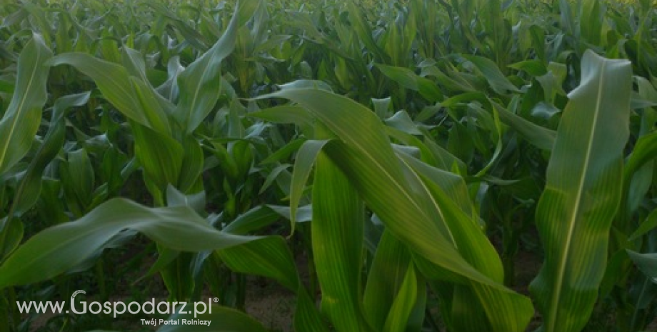 Żniwa kukurydziane wywierają coraz większą presję na notowania futures (10.09.2013)
