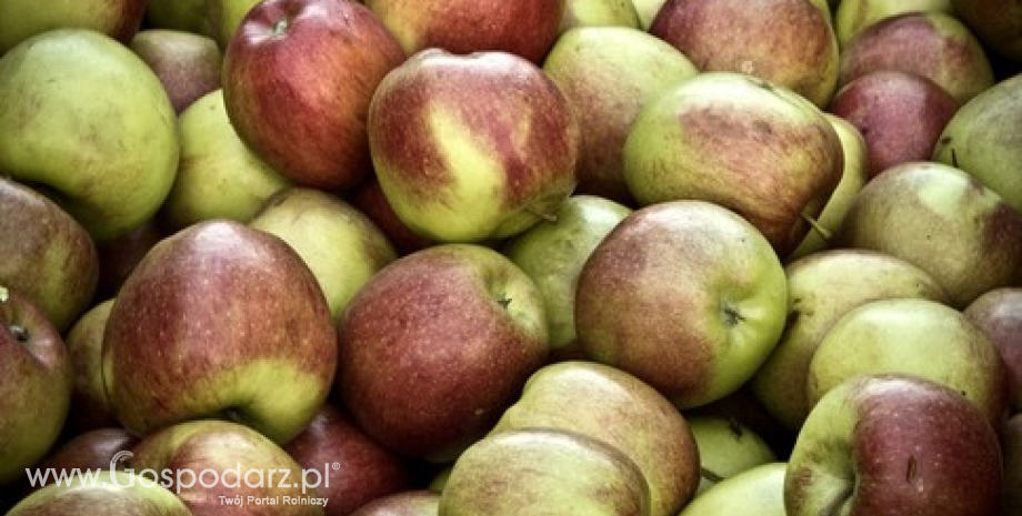 Rynek jabłek w Czechach