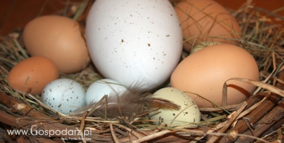 Unia Europejska przyjmie przetwory jajeczne z Mołdawii