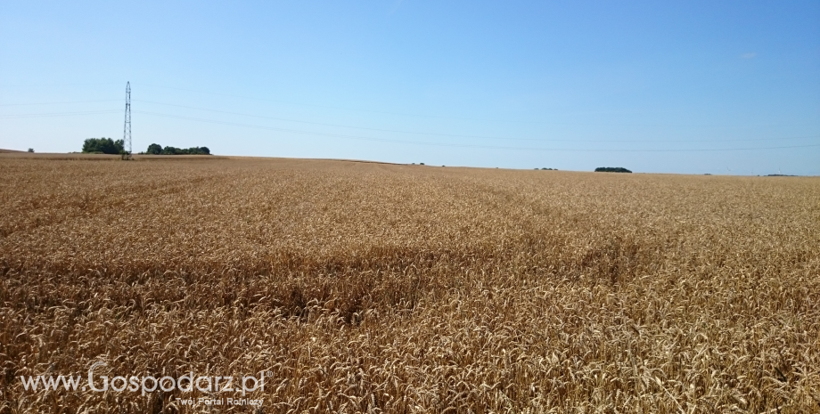 Zbiory zbóż sięgną 2 482 mln ton. Mniej kukurydzy, rekordowa produkcja pszenicy