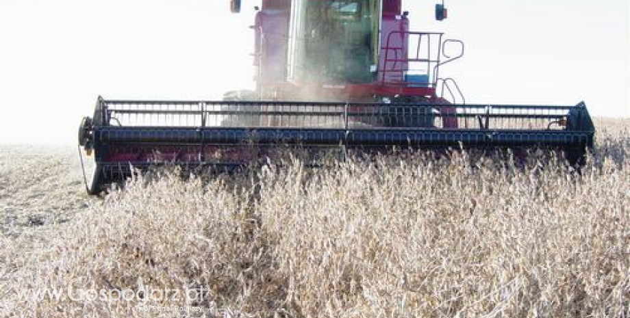 USDA: W bieżącym sezonie światowe zbiory roślin oleistych będą rekorodwe