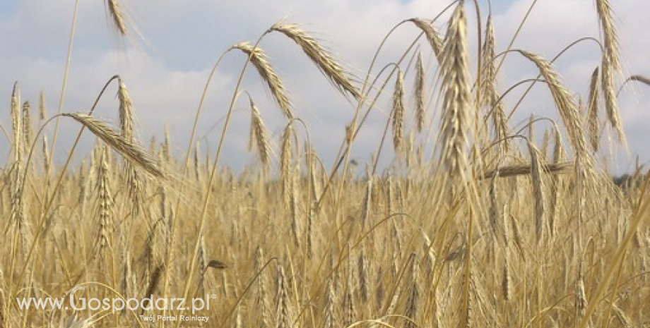 Matif: Nowe minima notowań kukurydzy i pszenicy (9.09.2014)