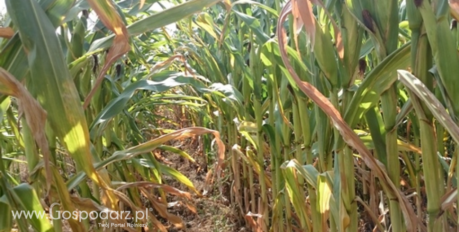 USA: Pogoda sprzyja uprawom kukurydzy