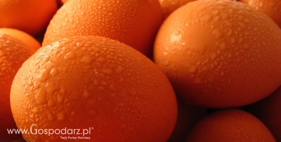 Wzrost cen jaj spożywczych w UE (czerwiec 2014)