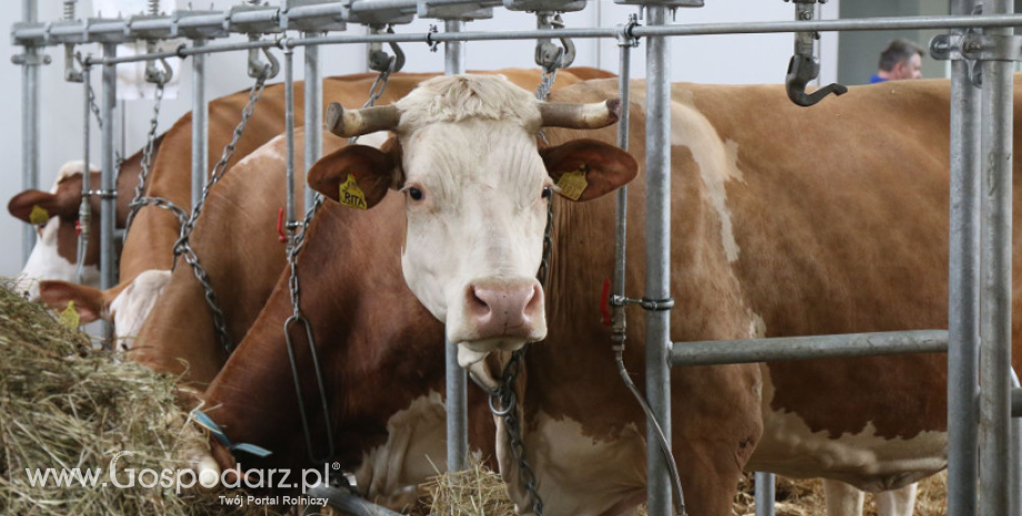 Polska uzyskała najwyższy możliwy status kraju o znikomym ryzyku wystąpienia BSE u bydła
