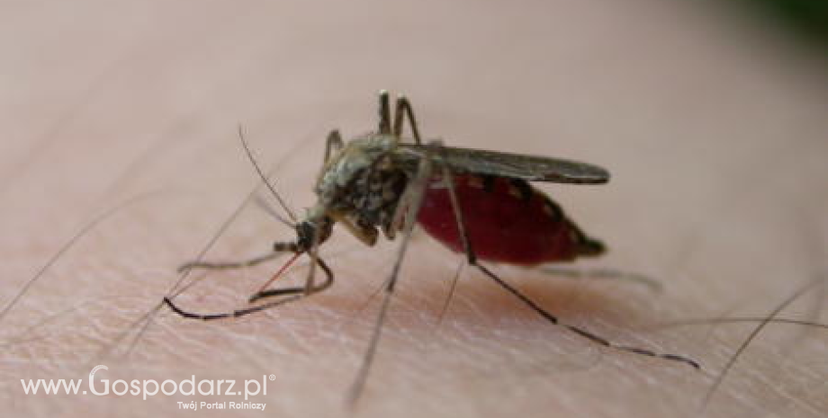 Komary i kleszcze zagrożeniem dla psów