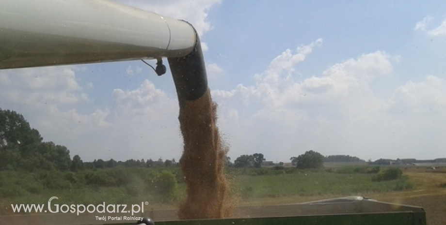 Ceny zbóż w kraju i portach. Giełdowe zniżki odbiły się na rynku krajowym (14.08.2015)