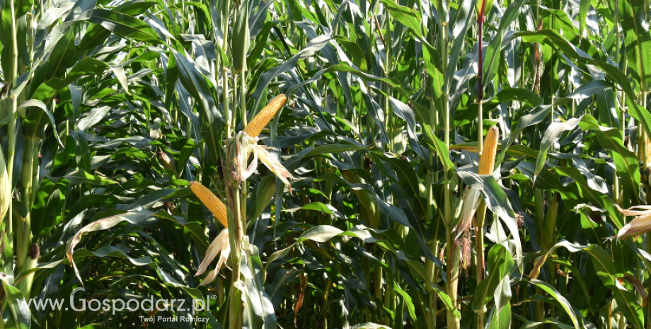 Kondycja upraw amerykańskiej kukurydzy i soi nadal się pogarszała w minionym tygodniu