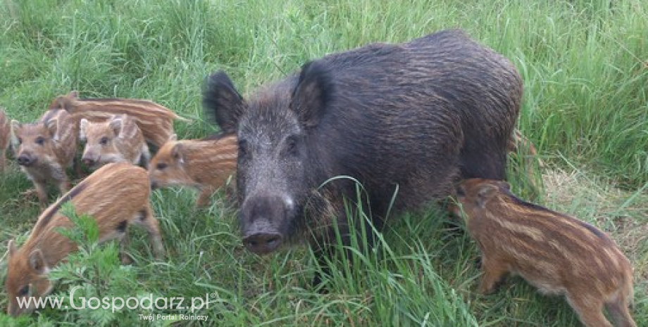 Dwudziesty dziewiąty przypadek afrykańskiego pomoru świń u dzików w Polsce