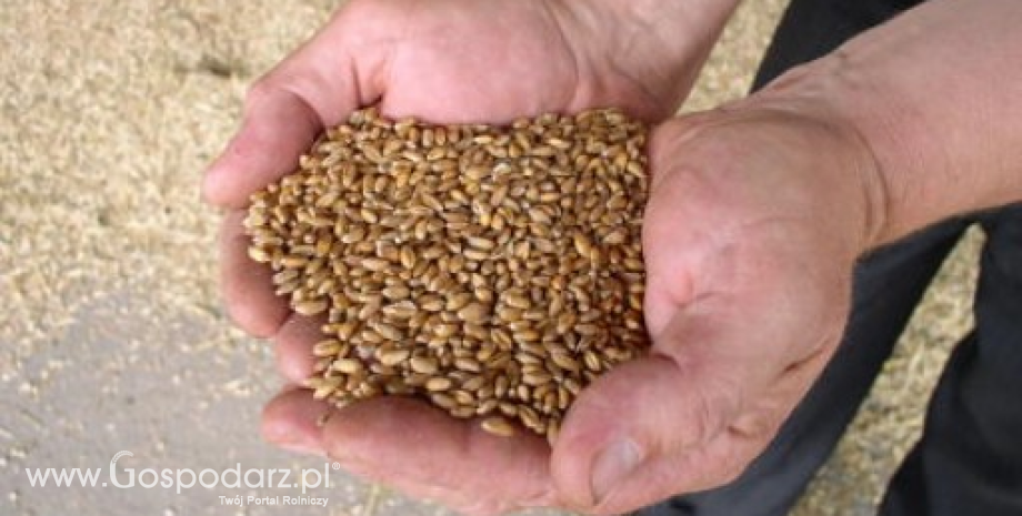 Kolejne obniżki cen zbóż w punktach skupu (03-10.05.2015)