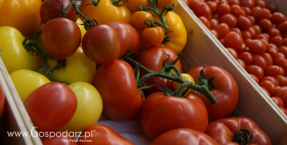 Tańsze pomidory szklarniowe