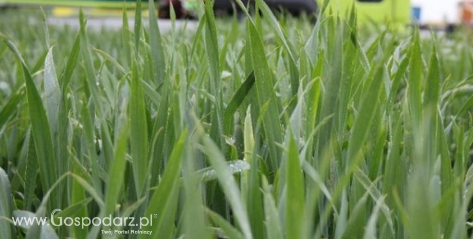 USDA podnosi prognozy zbiorów zbóż