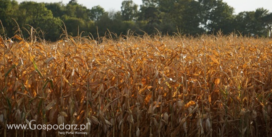 Spadek zużycia zbóż podstawowych, a wzrost kukurydzy