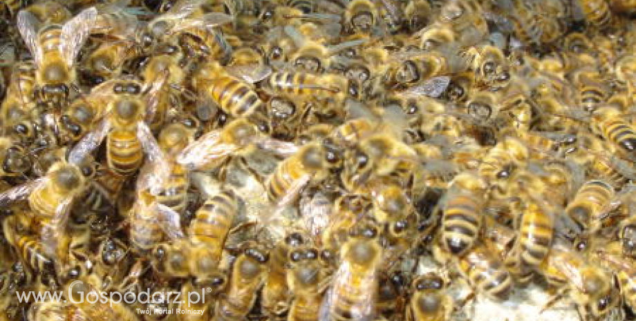 Wsparcie do przezimowanych rodzin pszczelich – 50 zł do jednego pnia, trwa nabór