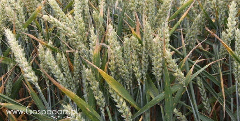 Kondycja amerykańskiej kukurydzy, soi i pszenicy jarej pogorszyła się w ostatnim tygodniu