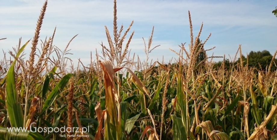 Susza pogorszyła kondycję upraw kukurydzy we Francji