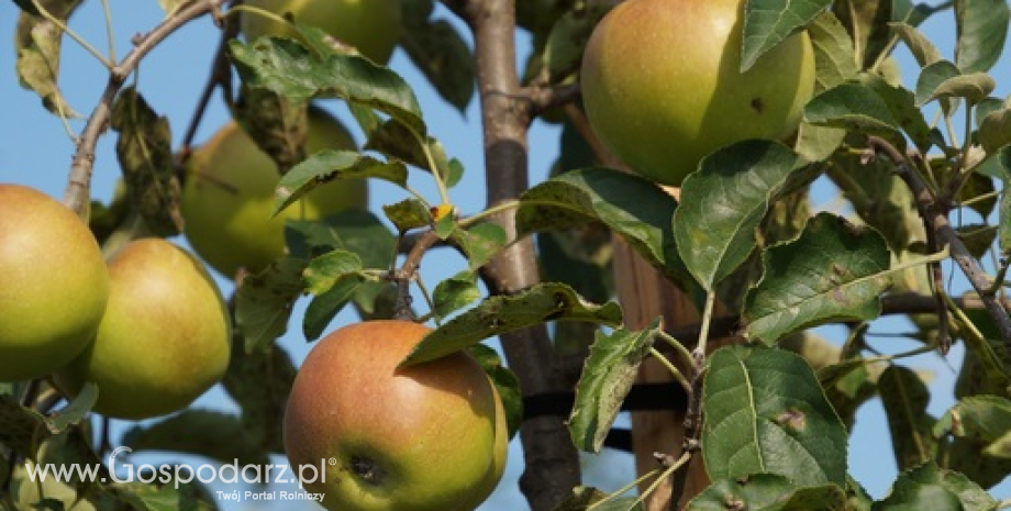Parch zagraża jabłoniom w 11 województwach