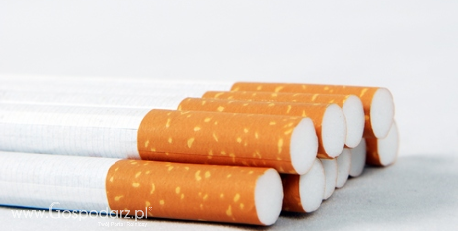 Polscy naukowcy zbadają wpływ nowatorskich wyrobów tytoniowych na zdrowie