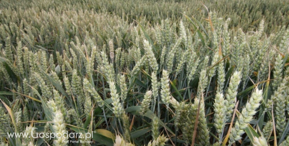 Zbiory pszenicy w Rosji mogą sięgnąć 100 mln ton