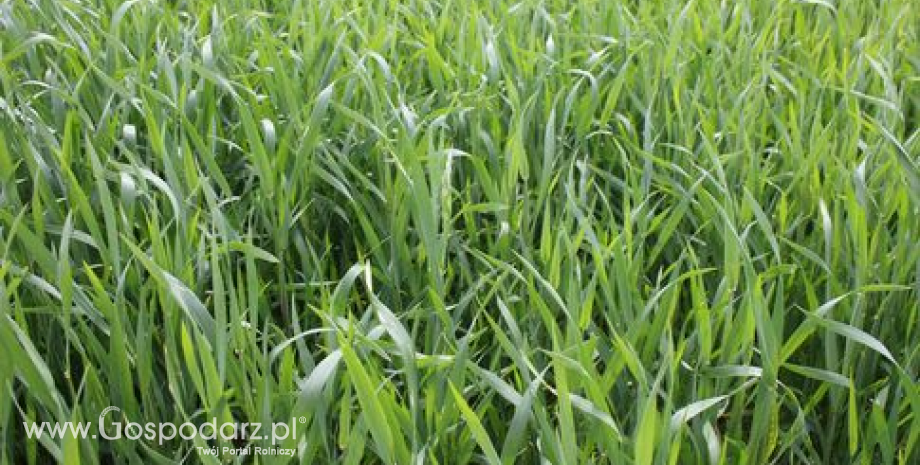 Prawie 1,5 mln ton pszenicy trafi z Kazachstanu do Wietnamu