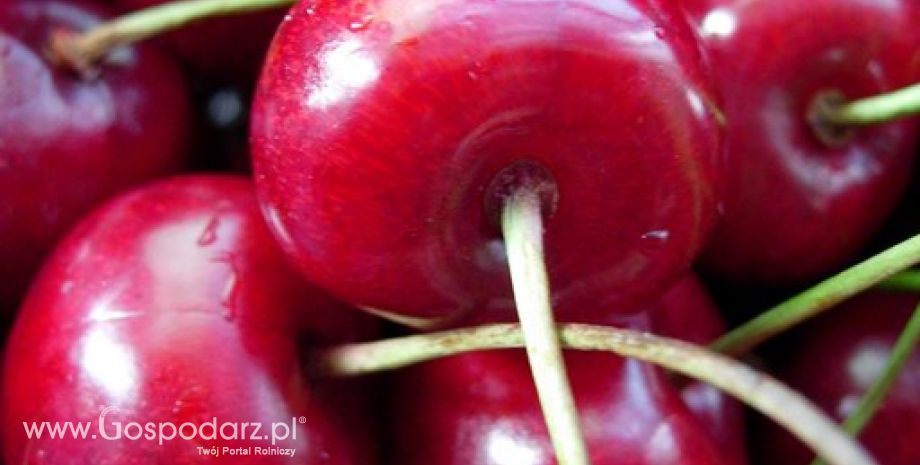 35% całkowitej unijnej produkcji wiśni i czereśni zbiera się w Polsce