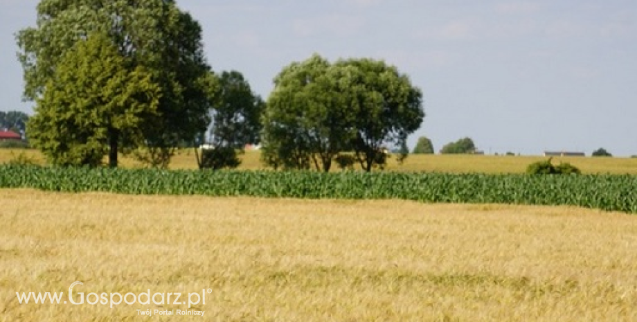 Zbiory zbóż w 2015 r. mogą wynieść 30 mln ton