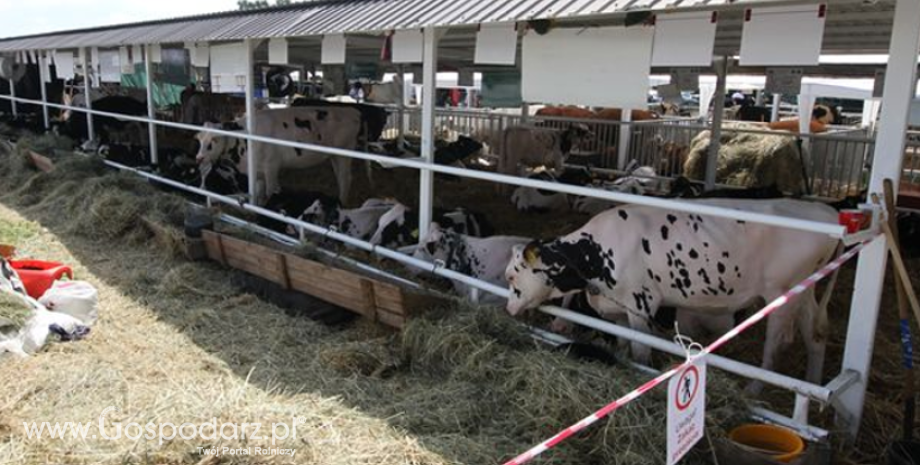 Szczepienia przeciw guzowatej chorobie skóry bydła na Bałkanach