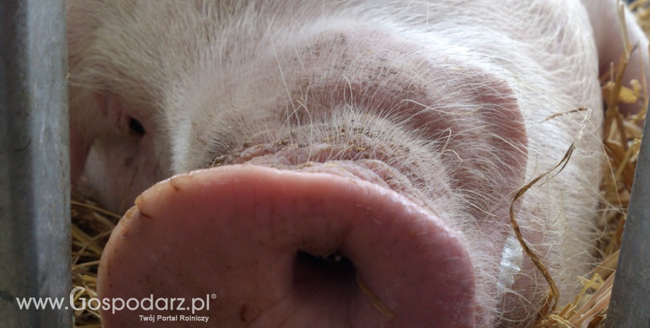 Jest już 95. ognisk afrykańskiego pomoru świń w Polsce