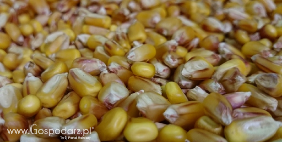 Handel krajową kukurydzą