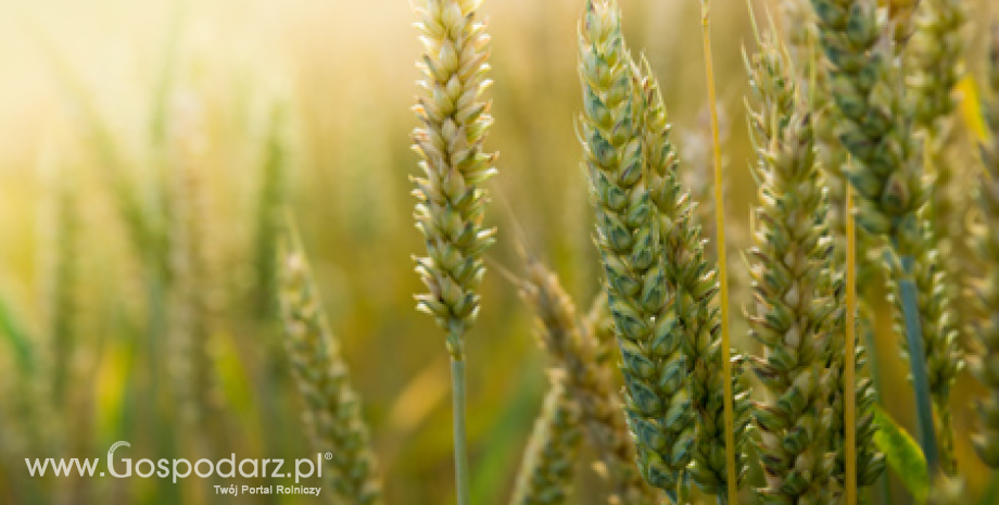 GUS: Zbiory zbóż ogółem w Polsce sięgną 32 mln ton