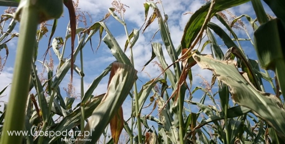 Rekordowe zbiory kukurydzy są w USA na ukończeniu