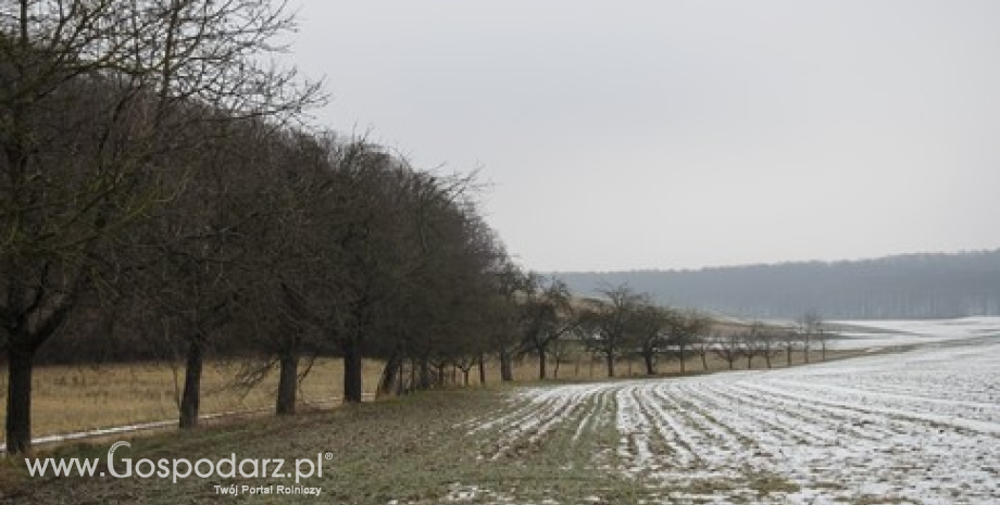Zasiewy zbóż na Ukrainie opóźnione z powodu śniegu