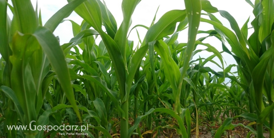 Argentyna: Lepsza pogoda dla żniw kukurydzy