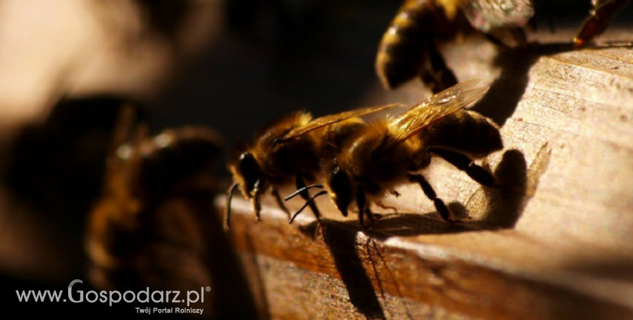 Interwencje pszczelarskie – nie przegap terminu złożenia wniosku o płatność
