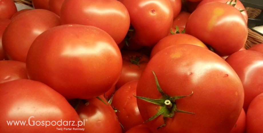 W 2015 r. Hiszpania wyeksportowała prawie 1 mln ton pomidorów