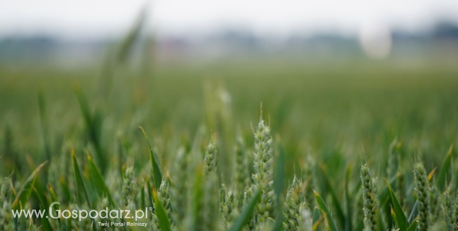 Unijny eksport zbóż w sezonie 2022/23 minimalnie przewyższył wynik sprzed roku