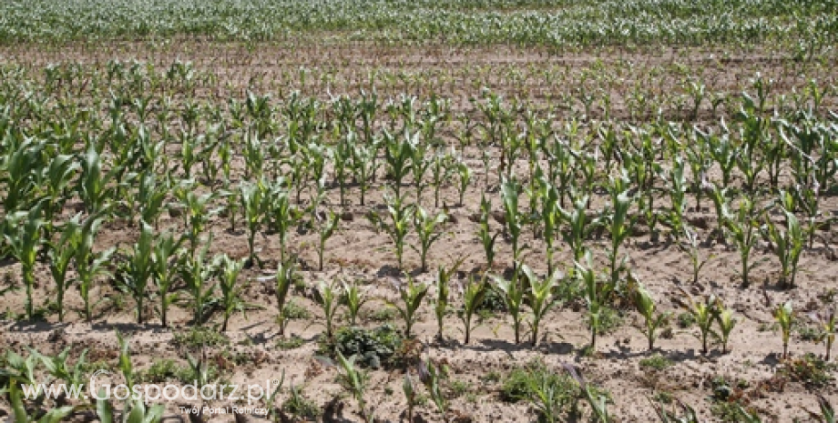 Areał zasiewów zbóż w USA. Szacunki USDA lepsze niż oczekiwano