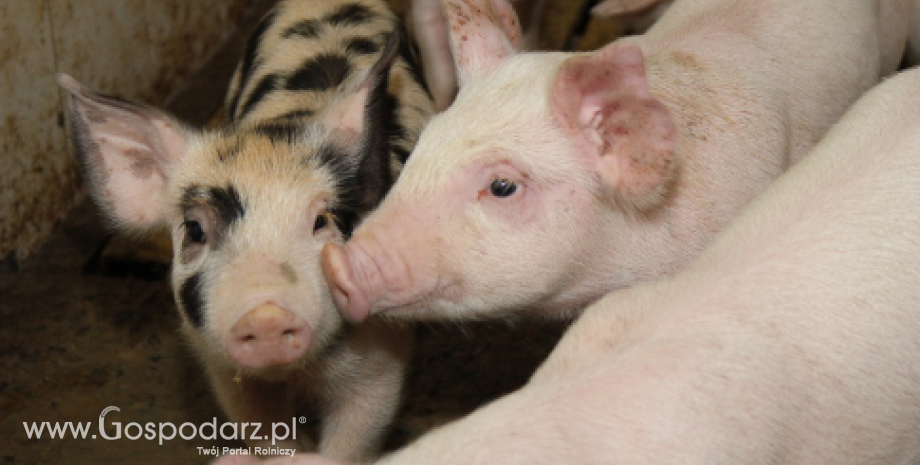 Litwa ubiega się o unijne fundusze na walkę z afrykańskim pomorem świń