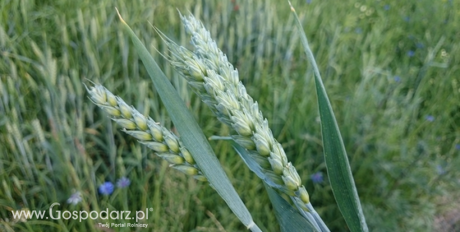 Ceny zbóż w Polsce. Pszenica drożeje, a kukurydza tanieje