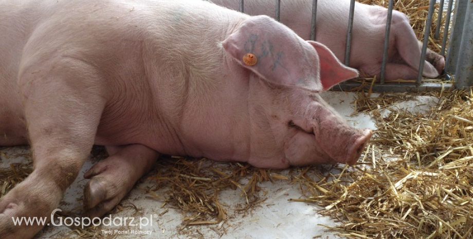 Pogłowie świń w Polsce spadło o ponad 10% do 10,2 mln szt.
