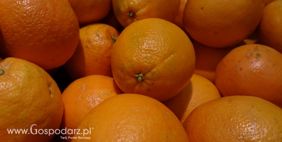 Eksport pomarańczy z Hiszpanii spadł o 700 tys. ton