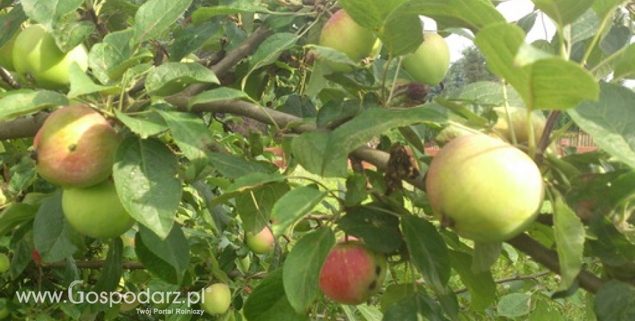 Ceny jabłek w Polsce (19.07.2016)