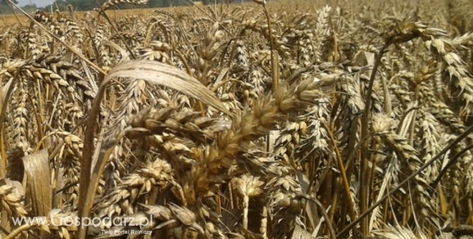 Rosja znosi cła w eksporcie pszenicy. Wywóz może sięgnąć nawet 30 mln ton
