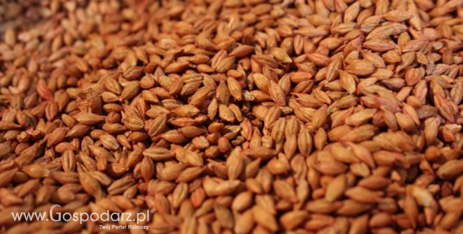 Spadki cen zbóż w kraju i portach (9.01.2014)