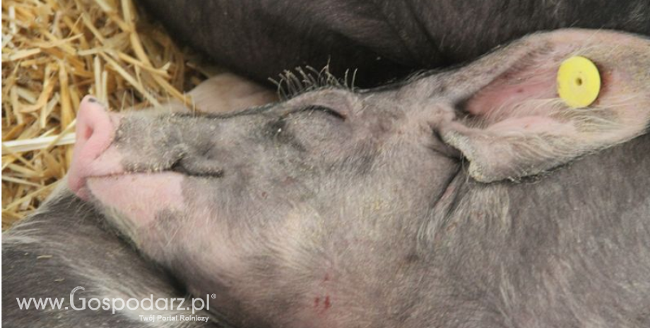 Bioasekuracja podstawą ochrony przed afrykańskim pomorem świń